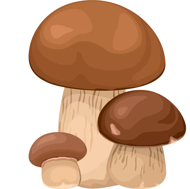La Champignonnière – site dédié aux champignons comestibles, à leur identification et à la nature